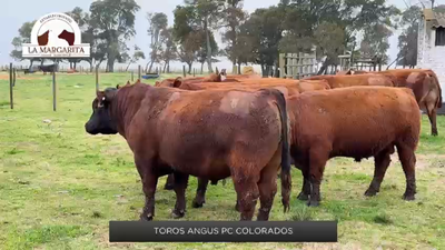 Lote Toros Angus PC Colorados de La Margarita de Moranchel