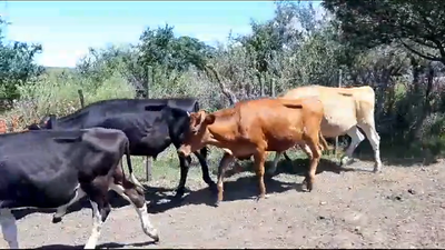 Lote (Vendido)15 Terneros Holando HOLANDO Y CRUZAS 190kg -  en RUTA 54