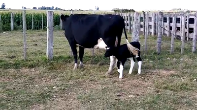 Lote Vaca HOLANDO 600kg - , San José