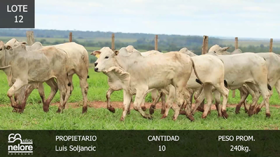 Lote LOTE 12