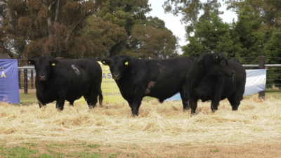 Lote TOROS ANGUS PURO CONTROLADO