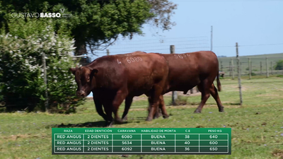 Lote 3 Toros, Cerro Largo