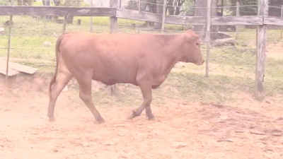 Lote Vaquillas Brangus 346kg -  en Cnel. Oviedo