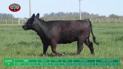 Lote HEMBRAS ANGUS