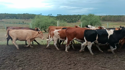 Lote 85 Vaquillonas Vacas Preñadas en Curtina, Tacuarembó