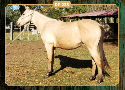 Lote MAITA CISCO PEPPY