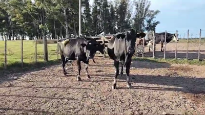 Lote 3 Vaquillonas , San José