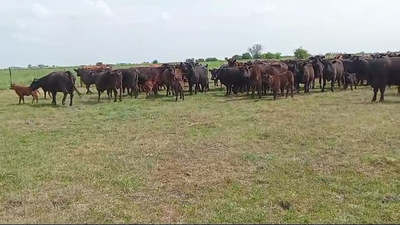 Lote 200 Vacas medio uso C/ cria