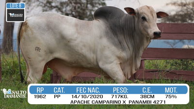Lote LOTE 8