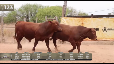 Lote LOTE 123
