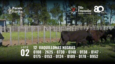 Lote 12  Vaquillonas Negras