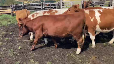 Lote 40 Novillo Engorda en Coyhaique, XI Región Aysén