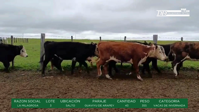 Lote VACAS DE INVERNADA - LA MILAGROSA