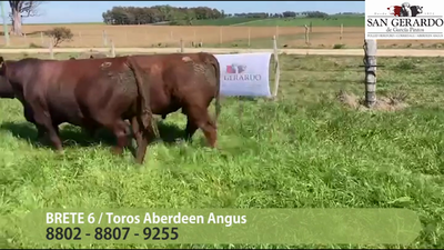 Lote 3 Toros Aberdeen Angus, Lavalleja