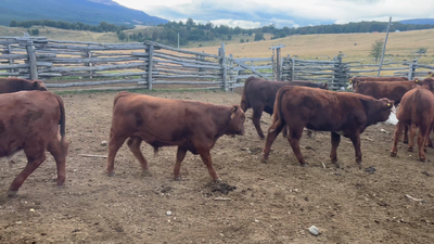 Lote 50 Ternero en Coyhaique, XI Región Aysén