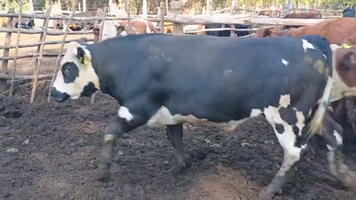 Lote 20 Novillo Gordo en Cabrero, VIII Región Biobío