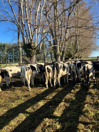 Lote 30 Ternero en Puyehue, X Región Los Lagos