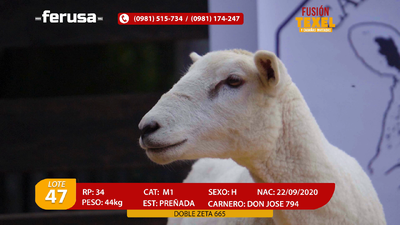 Lote Lote 47