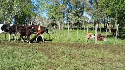 Lote (Vendido)10 Novillos Holando HOLANDO 250kg -  en PARADA SUAREZ