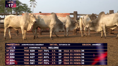 Lote AGROPECUARIA AMAMBAY LOTE 17