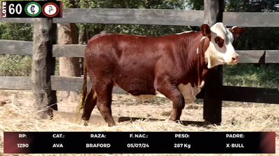 Lote LOTE 60