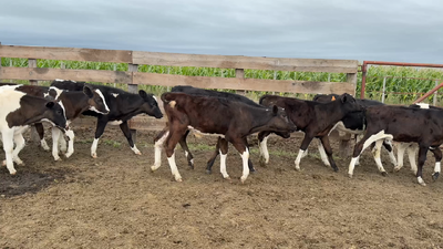 Lote TERNEROS