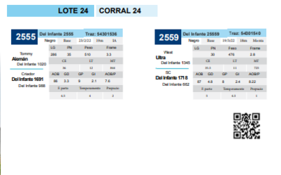 Lote Corral 24