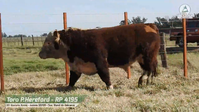 Lote TORO P. HEREFORD