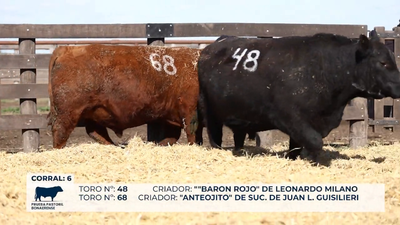 Lote Toros