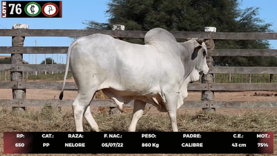 Lote LOTE 76