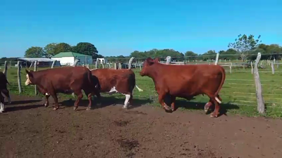 Lote 5 Vaca Consumo