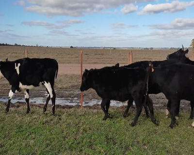 Lote (Vendido)6 Vaquillonas  3 AA X HO,  1 NO X HO,  2 NO X AA 310kg - , Colonia