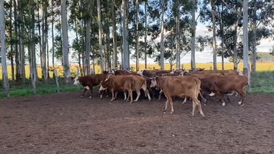 Lote 36 Vacas de invernar en Esquina, Corrientes