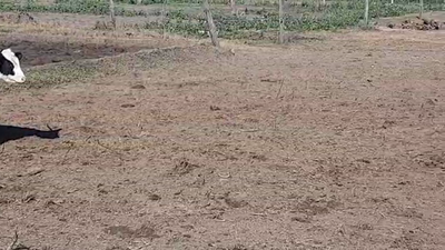 Lote 60 Terneros Holando Argentino en Paraná, Entre Ríos