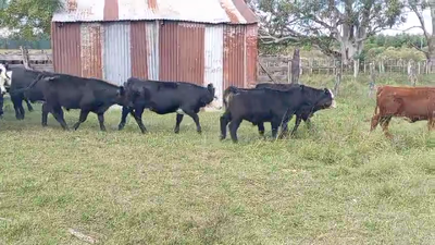 Lote 60 Terneros/as