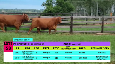 Lote LOTE 58 - 2 VAQUILLAS PREÑADAS CBO 0