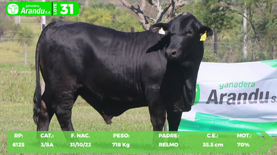 Lote LOTE 31