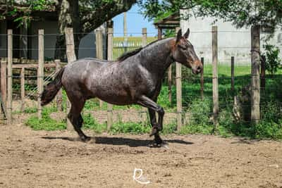 Lote Taita Aparecido