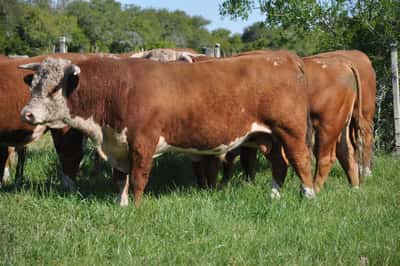 Lote PEDIGREE DE 3 AÑOS