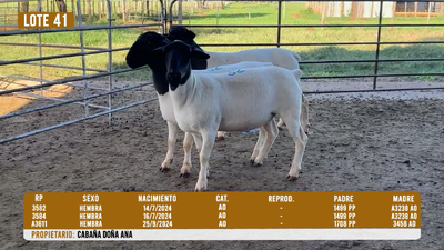 Lote LOTE 41 - DESTACADO