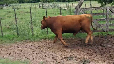 Lote TORO