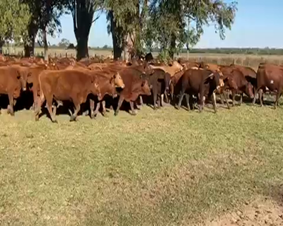 Lote 135 Novillitos en El Colorado, Formosa
