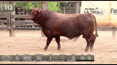 Lote LOTE 112