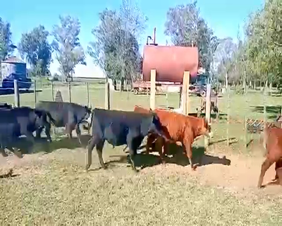 Lote 85 Terneros/as en La Cesira, Córdoba