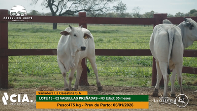 Lote 