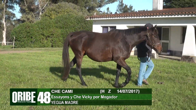 Lote Lote 48