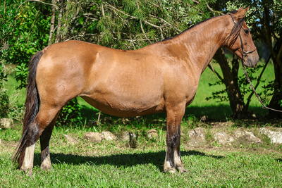 Lote Catanduva XICA