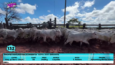 Lote LOTE 132