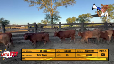 Lote LOTE 127