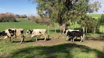 Lote 6 Vaquillonas  Holando en Ruta 1 km 90